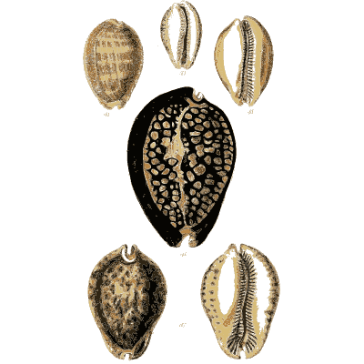 Large dark spotted cowrie - The Conchological Illustrations - 1841