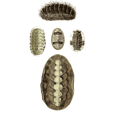 Large chiton 03 - The Conchological Illustrations - 1841