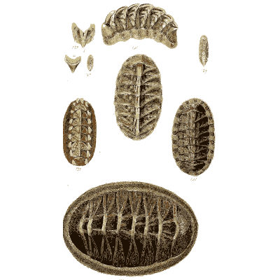 Chiton shells 08 - The Conchological Illustrations - 1841
