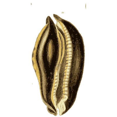 Large dark banded cowrie - The Conchological Illustrations - 1841