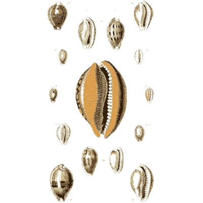 Dark toothed cowrie - The Conchological Illustrations - 1841