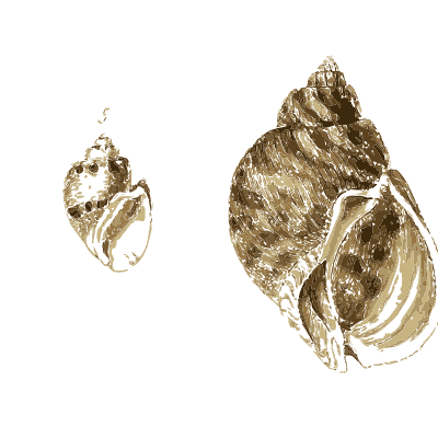 Whelk shells 06 - The Conchological Illustrations - 1841