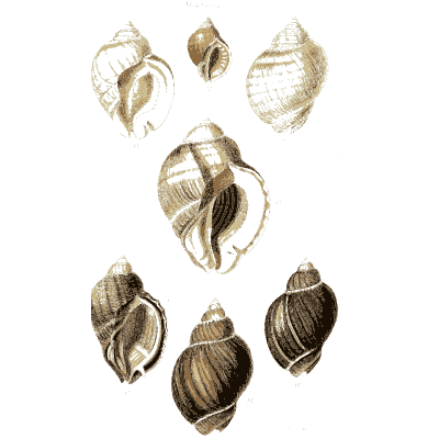 Whelk shells 07 - The Conchological Illustrations - 1841