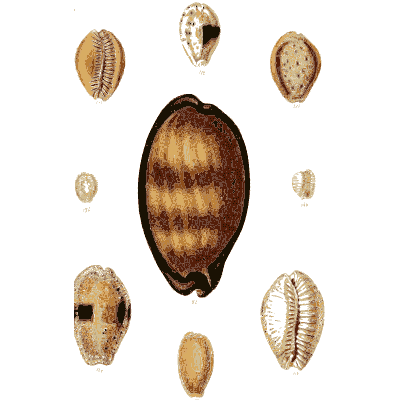 Large banded cowrie 02 - The Conchological Illustrations - 1841