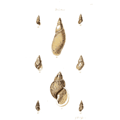 Pointed snail shells 03 - The Conchological Illustrations - 1841