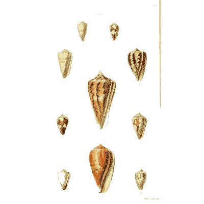Small cone shells 03 - The Conchological Illustrations - 1841