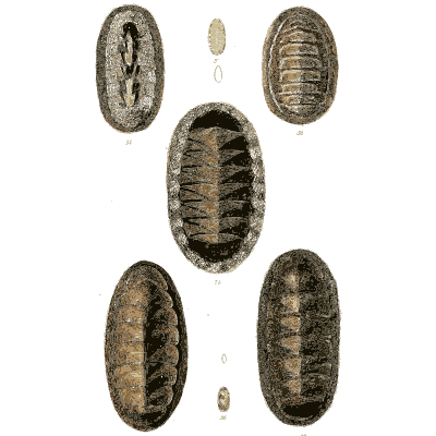 Dark chiton shells - The Conchological Illustrations - 1841