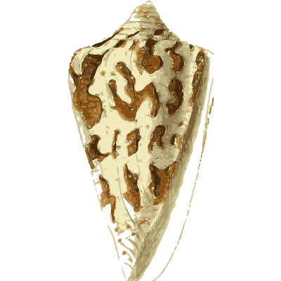 Large cone shell 04 - The Conchological Illustrations - 1841