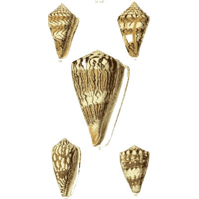Large cone shell 05 - The Conchological Illustrations - 1841