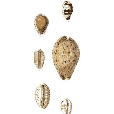 Spotted cowrie 02 - The Conchological Illustrations - 1841