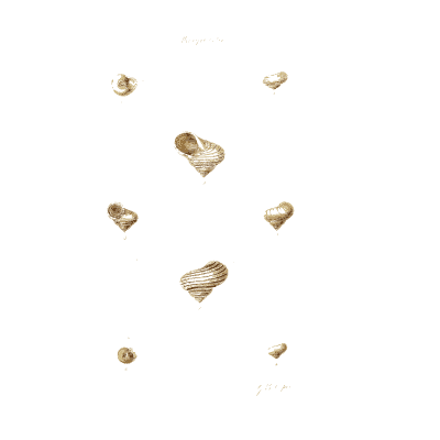 Tiny snail shells 02 - The Conchological Illustrations - 1841