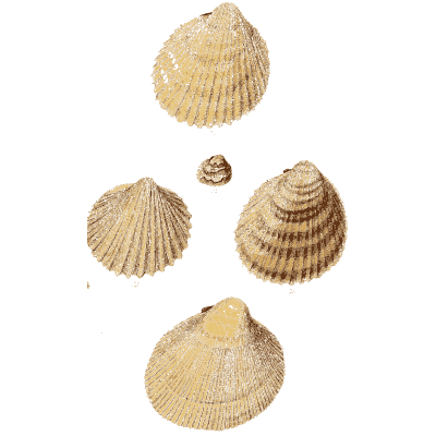 Large ribbed cockle shells - The Conchological Illustrations - 1841