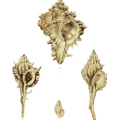Murex shells 12 - The Conchological Illustrations - 1841