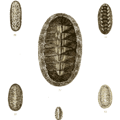 Large chiton 04 - The Conchological Illustrations - 1841