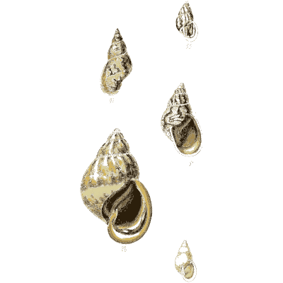 Snail shells 04 - The Conchological Illustrations - 1841