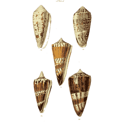 Cone shells 10 - The Conchological Illustrations - 1841