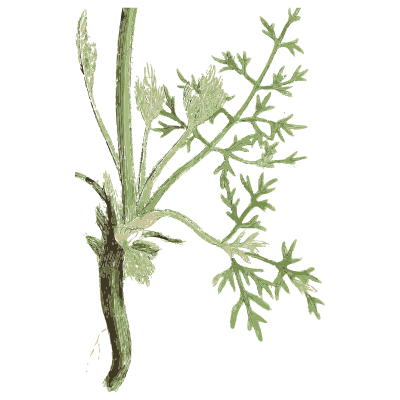 Cut-leaved herb with a woody root - English Botany, or Coloured Figures of British Plants, Volume 1 - 1863
