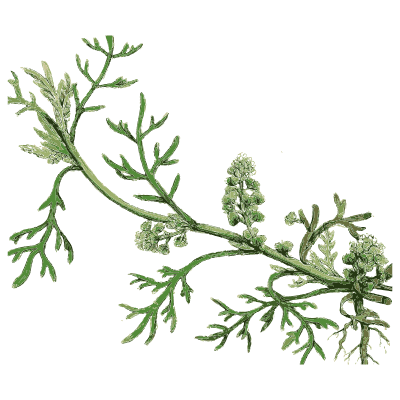 Sprawling fern-leaved herb - English Botany, or Coloured Figures of British Plants, Volume 1 - 1863