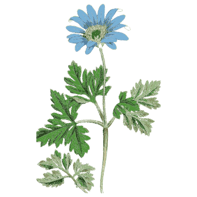 Blue anemone - English Botany, or Coloured Figures of British Plants, Volume 1 - 1863