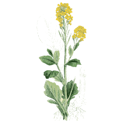 Charlock 01 - English Botany, or Coloured Figures of British Plants, Volume 1 - 1863