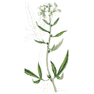 Narrow-leaved branching herb - English Botany, or Coloured Figures of British Plants, Volume 1 - 1863