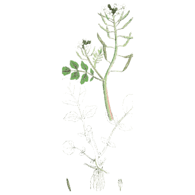 Small cress with seed pods - English Botany, or Coloured Figures of British Plants, Volume 1 - 1863