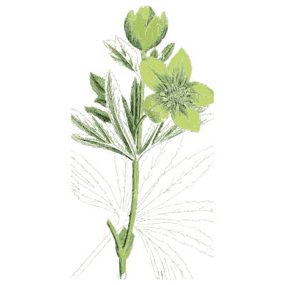Green hellebore - English Botany, or Coloured Figures of British Plants, Volume 1 - 1863