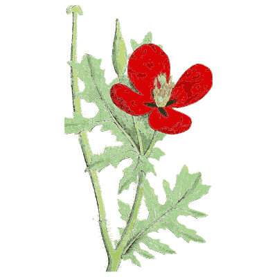 Red four-petalled wildflower - English Botany, or Coloured Figures of British Plants, Volume 1 - 1863