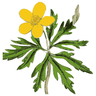 Yellow anemone - English Botany, or Coloured Figures of British Plants, Volume 1 - 1863