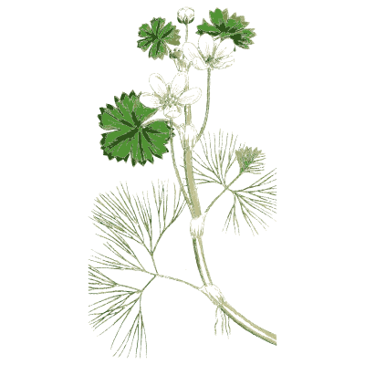 Water crowfoot 01 - English Botany, or Coloured Figures of British Plants, Volume 1 - 1863