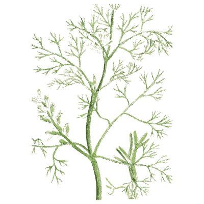 Feathery-leaved branching stem - English Botany, or Coloured Figures of British Plants, Volume 1 - 1863