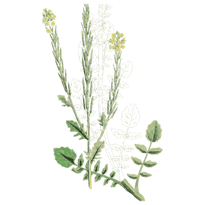 Wall cress - English Botany, or Coloured Figures of British Plants, Volume 1 - 1863