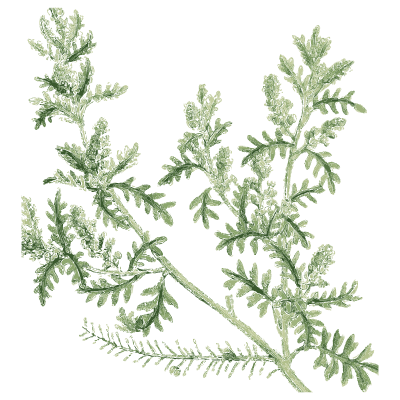 Finely divided feathery leaves - English Botany, or Coloured Figures of British Plants, Volume 1 - 1863