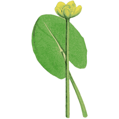 Yellow flower with a large rounded leaf - English Botany, or Coloured Figures of British Plants, Volume 1 - 1863