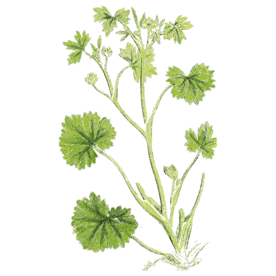 Lady's mantle - English Botany, or Coloured Figures of British Plants, Volume 1 - 1863