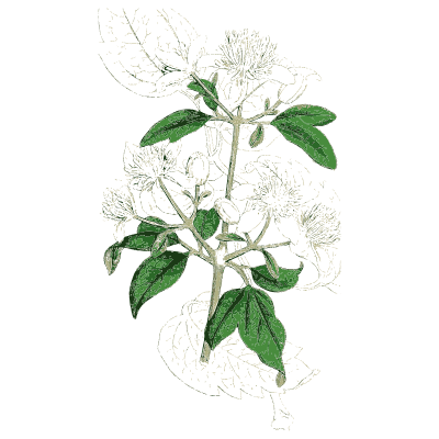 White-flowered herb with dark pointed leaves - English Botany, or Coloured Figures of British Plants, Volume 1 - 1863
