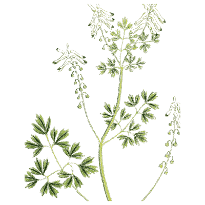 Fine-leaved cress 01 - English Botany, or Coloured Figures of British Plants, Volume 1 - 1863