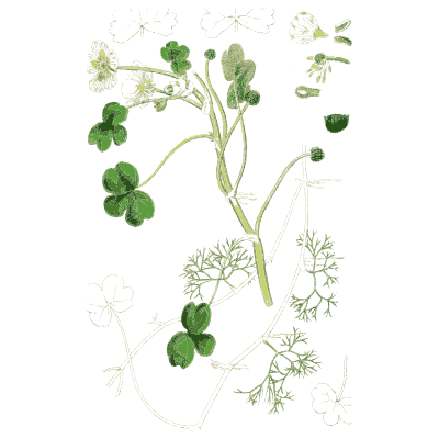 Three-lobed leaves with small white flowers - English Botany, or Coloured Figures of British Plants, Volume 1 - 1863