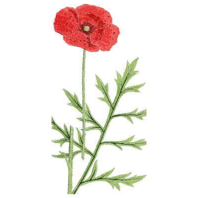Common poppy - English Botany, or Coloured Figures of British Plants, Volume 1 - 1863