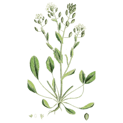 Shepherd's purse 01 - English Botany, or Coloured Figures of British Plants, Volume 1 - 1863