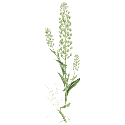 Pepperwort - English Botany, or Coloured Figures of British Plants, Volume 1 - 1863