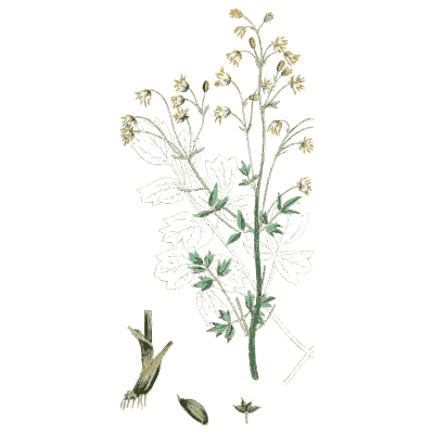 Branching cress - English Botany, or Coloured Figures of British Plants, Volume 1 - 1863