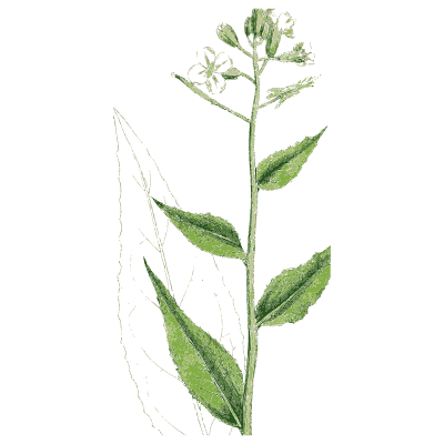 Tall stem with a flower spike - English Botany, or Coloured Figures of British Plants, Volume 1 - 1863