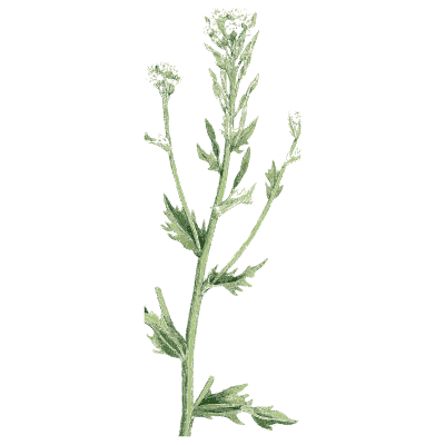 Slender narrow-leaved stem - English Botany, or Coloured Figures of British Plants, Volume 1 - 1863