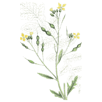 Mustard with long seed pods - English Botany, or Coloured Figures of British Plants, Volume 1 - 1863