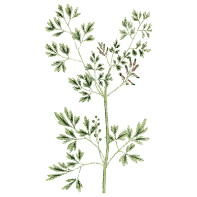 Parsley-leaved herb - English Botany, or Coloured Figures of British Plants, Volume 1 - 1863