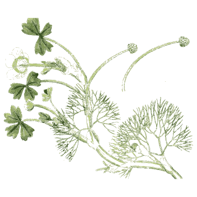 Trefoil-leaved plant with round flower heads - English Botany, or Coloured Figures of British Plants, Volume 1 - 1863