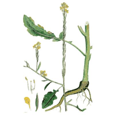 Wintercress - English Botany, or Coloured Figures of British Plants, Volume 1 - 1863