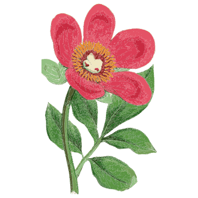Peony - English Botany, or Coloured Figures of British Plants, Volume 1 - 1863