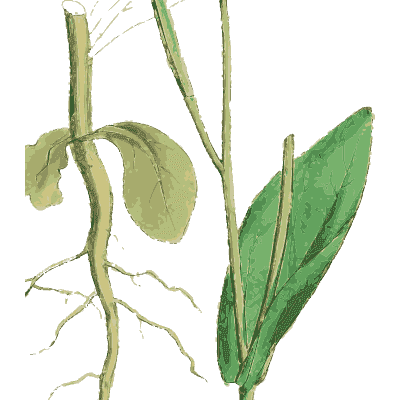 Young plant with a fibrous root - English Botany, or Coloured Figures of British Plants, Volume 1 - 1863